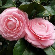Twin Camelia Camellia Flower Beautiful Pink Flowers Pink Flowers