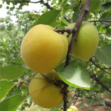 Growers of 400 + varieties of fruit trees shipped bare root. Fruit Tree Seeds Yellow Apricot 5 Seeds Sour And Sweet Heirloom Organic Plant Other Seeds Bulbs Home Garden
