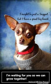  National Mill Dog Rescue Rescue Dog Quotes Rescue Dogs Dog Quotes