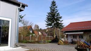 12 likes · 55 were here. Baum Fallt Neben Haus Und Zaun Tanne Richtig Fallen Youtube