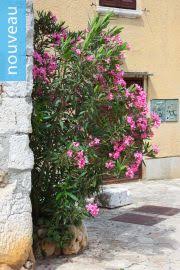 Image result for Landolphia incerta