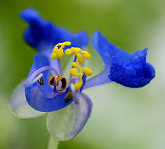 Image result for Crotalaria anthyllopsis