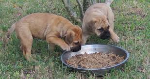 Bullmastiff Caring Feeding And Grooming Guidelines Pets