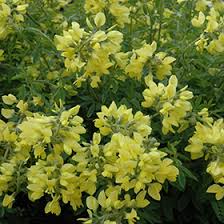 Image result for Indigofera podocarpa