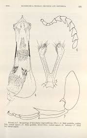 Image result for Physostigma mesoponticum