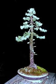 The 1 to 2.5 inch long needles are stiff and twisted, forming blue/green tufts or foliage at branch tips and. Colorado Blue Spruce Bonsai Tree Colorado Blue Spruce Bonsai Styles