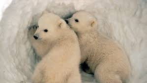 El Ayuno Obligado De La Osa Polar Asi Se Sacrifica Para Cuidar De Sus Crias