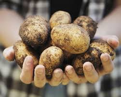 How To Grow Potatoes