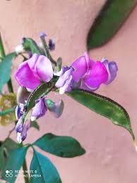 Image result for Dolichos angustifolius