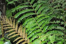 Image result for Didymochlaena