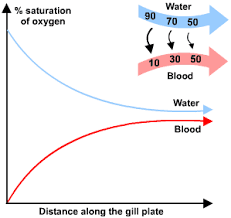 Gas Exchange In Fish S Cool The Revision Website