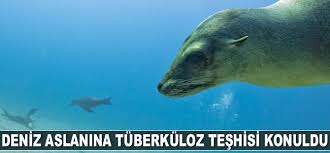 €6.00m* jan 29, 1993 in enschede, netherlands. Deniz Aslanina Tuberkuloz Teshisi Konuldu