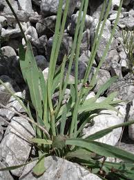 Image result for Dewildemania filifolia