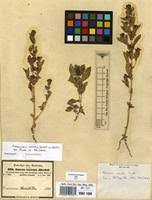 Image result for Stemodia serrata