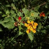 Image result for Lantana tiliifolia