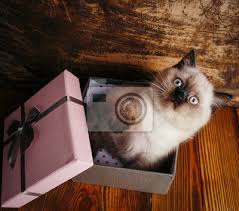We are breeders of quality scottish fold and scottish straight kittens. Scottish Straight Cat Cream Color Scottish Purebred Kitten Fototapete Fototapeten Holz Gerade Geschenk Myloview De