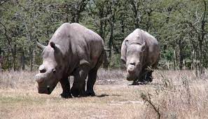 Ceratotherium simum)، هو نوع من الحيوانات الثدية أحادي الطراز من فصيلة الكركدنيات ومن رتبة وتريات الأصابع يعيش في جنوب أفريقيا والجنوب السوداني، ويألف الأراضي المعشبة والمجدبة القريبة من الأنهار وبرك المياه. R5yiiuz8gonaam