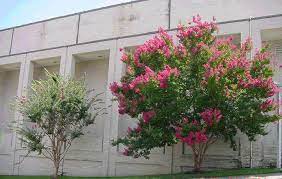 A Common Misconception Is That A Tree Will Flower Better If Severely Pruned This Photo Shows The Flowering Of Crape Myrtle Propagating Plants Lawn And Garden
