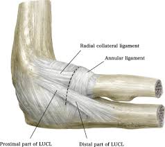 A ligament serves as a tether between the bones. Lateral Collateral Ligament An Overview Sciencedirect Topics