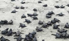 Other olive ridley sea turtle images may be available beyond those displayed on this page. Dozens Of Olive Ridley Turtles Hatch On Ecuadorian Beach La Prensa Latina Media