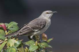 Le chardonneret est un oiseau coloré dont la variété la plus commune dispose d'un plumage blanc, beige et noir, parsemé de rouge et de jaune. Oiseaux Qui Chantent La Nuit Signification Et Exemples Avec Photos