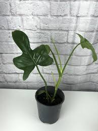 Philodendron Bipennifolium Horsehead Philodendron Home Of Houseplants Zimmerpflanzen Ranken In 2020 Philodendron Plant Philodendron Plant Leaves