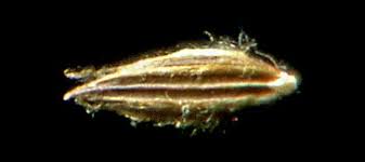 Image result for Digitaria seriata