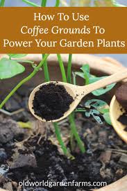 How To Use Coffee Grounds To Power Your Garden In 2021 Uses For Coffee Grounds Container Gardening Flowers Coffee Grounds
