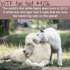 The biggest wild cat in the world is the liger (a hybrid of a lion and a tigress). Animals Beautiful Animal Facts Fun Facts