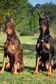 Great Pet Tips A Great Source Of Pet Tips And Reviews Guard Dog Breeds Best Guard Dogs Doberman Dogs