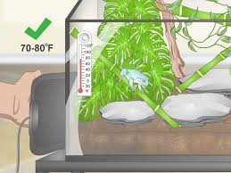 Hd00.17tree frogs, dumpy frogs on tree branches in the morning. How To Create A White S Tree Frog Habitat With Pictures
