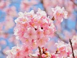 3:27 discover nippon 199 513 просмотров. ä¼Šè±†æ²³æ´¥æ¡œ2021ã®è¦‹é ƒã¨é–‹èŠ±çŠ¶æ³ æ¡œã¾ã¤ã‚Šã‚„ãƒ©ã‚¤ãƒˆã‚¢ãƒƒãƒ—ã¯ å­£ç¯€ãŠå½¹ç«‹ã¡æƒ…å ±å±€