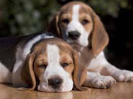 Wurmer Beim Hund Symptome Und Diagnose