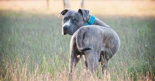 Réfléchissez à des moments de la journée ou de la semaine où vous avez toujours du temps pour étudier. Ce Promeneur Decouvre L Horreur Le Cadavre D Un Chien Divise En Deux En Decomposition