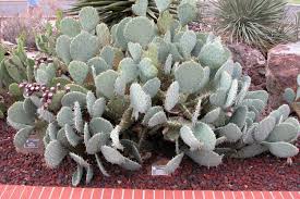 Cow's tongue cactus, cow tongue prickly pear, desert prickly pear, discus prickly pear, engelmann's. Cactaceae Engelmann Prickly Pear Opuntia Engelmannii Var Engelmannii The Portal To Texas History