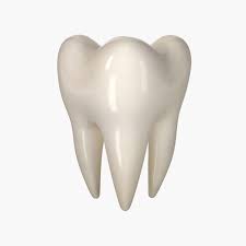 3d Model Teeth Molar Tooth Anatomy People Human Mouth Mandibular Jaw Dental Dentist Dentition Crown Realistic Tool 3 Teeth Anatomy Teeth Dental