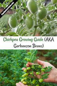 Are yellow peas same as garbanzo beans? How To Grow Chickpeas Aka Garbanzo Beans Plant Instructions