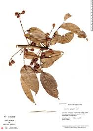 Image result for Connaraceae