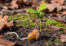 Image result for oak sapling