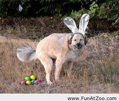 Dog Pooping Easter Eggs Google Search Easter Dog Easter Dog Pictures Easter Humor