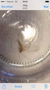 Image result for site:byggahus.se träskada