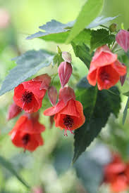 Image result for Abutilon rehmannii