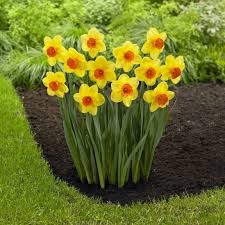 Narcissus Large Cupped Red Devon Daffodil Bulbs Daffodils Daffodils Planting