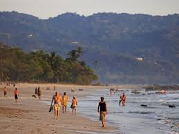 Image result for Nicolasia costata