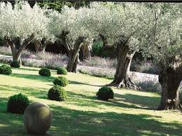 Un Olivier Dans Mon Jardin 7 Photos A Voir Mediterranean Garden Beautiful Gardens Garden Trees