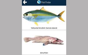 fish finder للتعرف إلى أنواع الأسماك عبر الكاميرا تكنولوجيا هواتف نقالة الإمارات اليوم