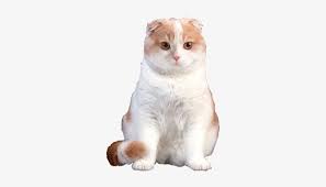 They love being on all their paws, exploring and playing with people. Why Choose A Scottish Fold Cat To Be The Star Of Your Scottish Fold Cat Png 308x419 Png Download Pngkit