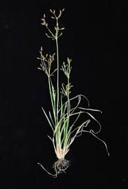 Image result for Fimbristylis aphylla