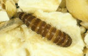 People may confuse carpet beetles and bed bugs because of their similar appearance or the skin irritations beetle larvae cause. Ninja Pest Management What Are Carpet Beetles And Why They Are A Threat To Your Family