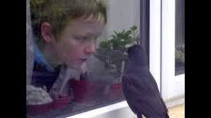 Getting Personal, Too: 'Being Kept by a Jackdaw'